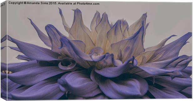  Blue Flower Explosion Canvas Print by Amanda Sims