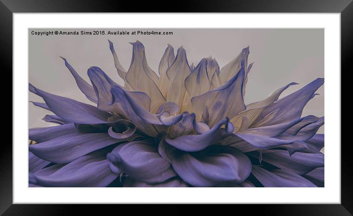  Blue Flower Explosion Framed Mounted Print by Amanda Sims