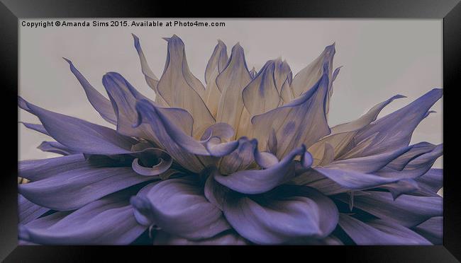  Blue Flower Explosion Framed Print by Amanda Sims