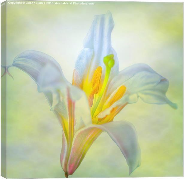 Resplendent Lily: Nature's Exquisite Perennial Canvas Print by Gilbert Hurree