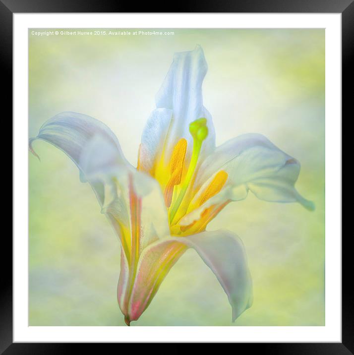 Resplendent Lily: Nature's Exquisite Perennial Framed Mounted Print by Gilbert Hurree