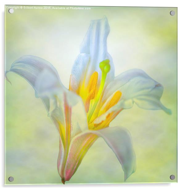 Resplendent Lily: Nature's Exquisite Perennial Acrylic by Gilbert Hurree