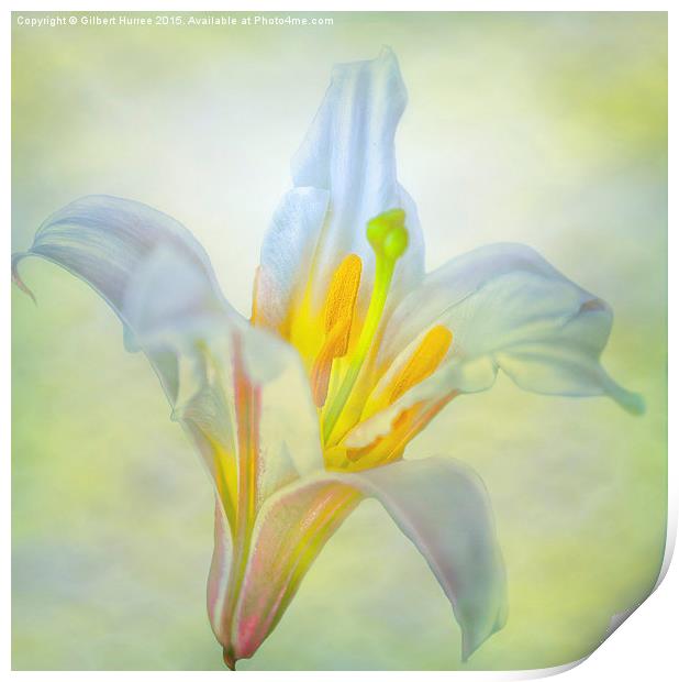 Resplendent Lily: Nature's Exquisite Perennial Print by Gilbert Hurree