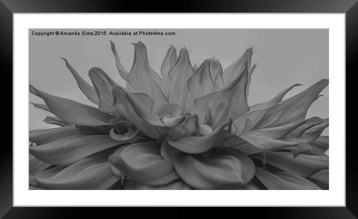  White and Grey Flower Explosion Framed Mounted Print by Amanda Sims