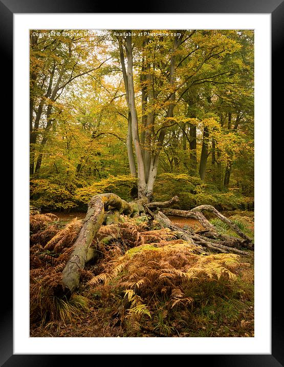  Autumn Colours Framed Mounted Print by Stephen Birch