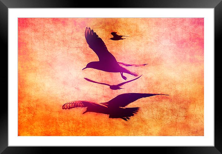  Free As A Bird Framed Mounted Print by Louise Godwin