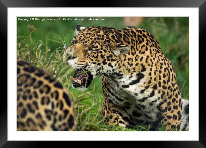  Growl! Framed Mounted Print by George Davidson