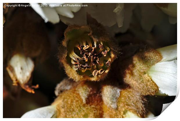 Old Loquat Tree Flower  Print by Angelo DeVal