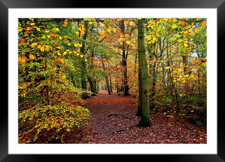  Autumn Woodland Framed Mounted Print by Jim Jones
