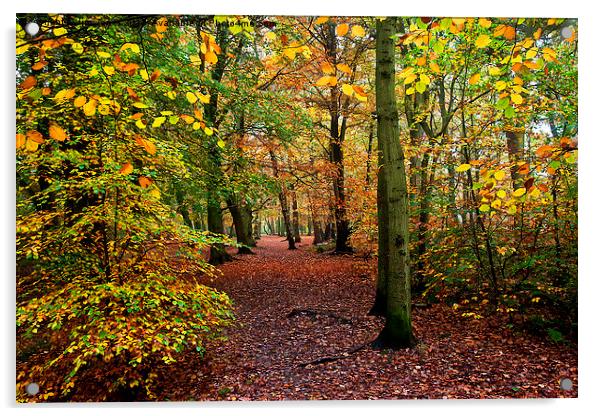  Autumn Woodland Acrylic by Jim Jones