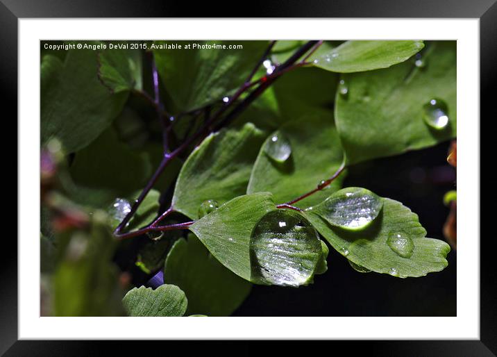 Rain Droplets and Leaves  Framed Mounted Print by Angelo DeVal