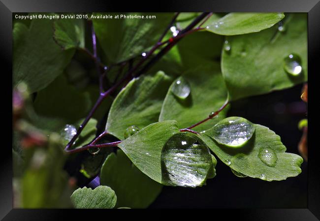 Rain Droplets and Leaves  Framed Print by Angelo DeVal
