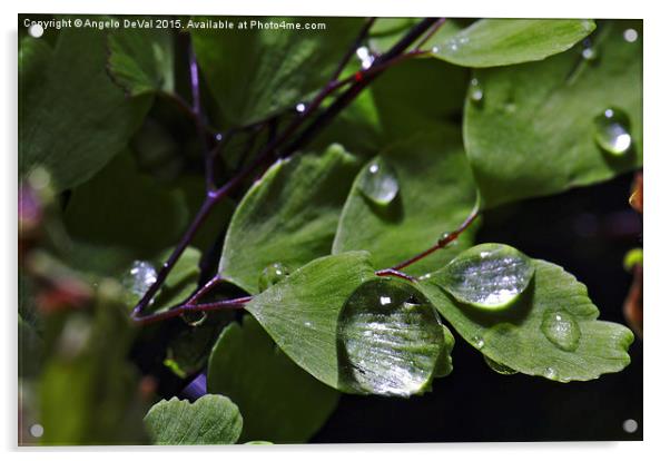 Rain Droplets and Leaves  Acrylic by Angelo DeVal