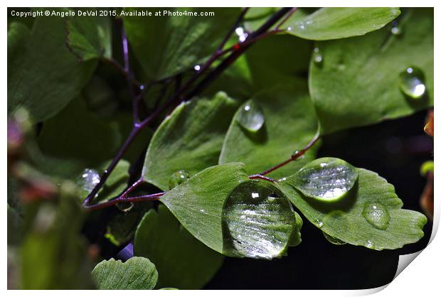 Rain Droplets and Leaves  Print by Angelo DeVal