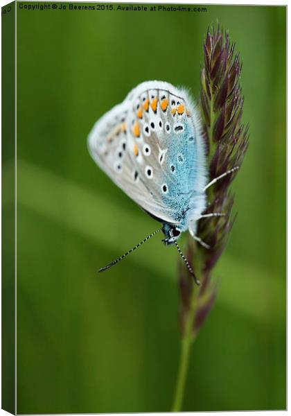 blue butterfly on grass Canvas Print by Jo Beerens