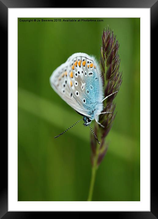 blue butterfly on grass Framed Mounted Print by Jo Beerens