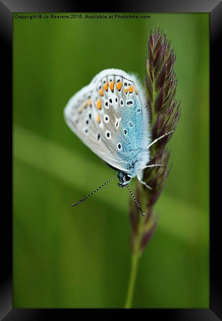 blue butterfly on grass Framed Print by Jo Beerens