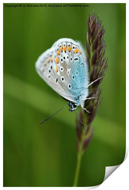blue butterfly on grass Print by Jo Beerens