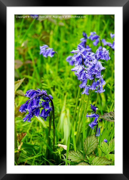 Enchanting Bluebell Brilliance in Essex Framed Mounted Print by Steven Dale