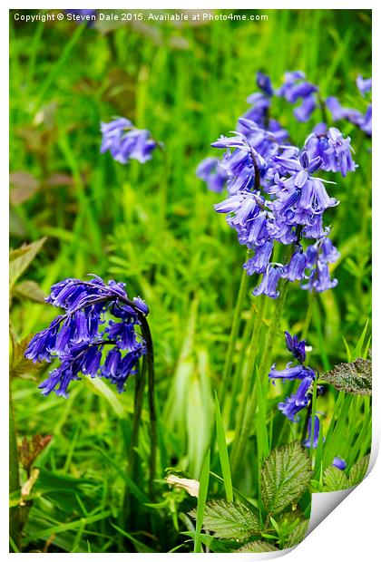 Enchanting Bluebell Brilliance in Essex Print by Steven Dale