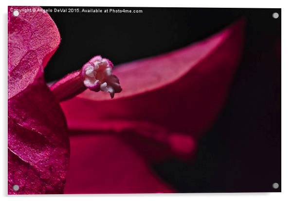 Blooming Bougainvillea Flower  Acrylic by Angelo DeVal