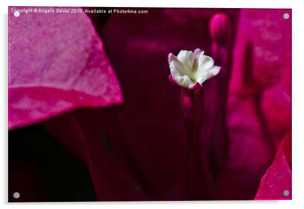 Bougainvillea Blossom  Acrylic by Angelo DeVal