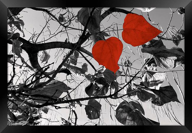 hearts of fall Framed Print by Marinela Feier