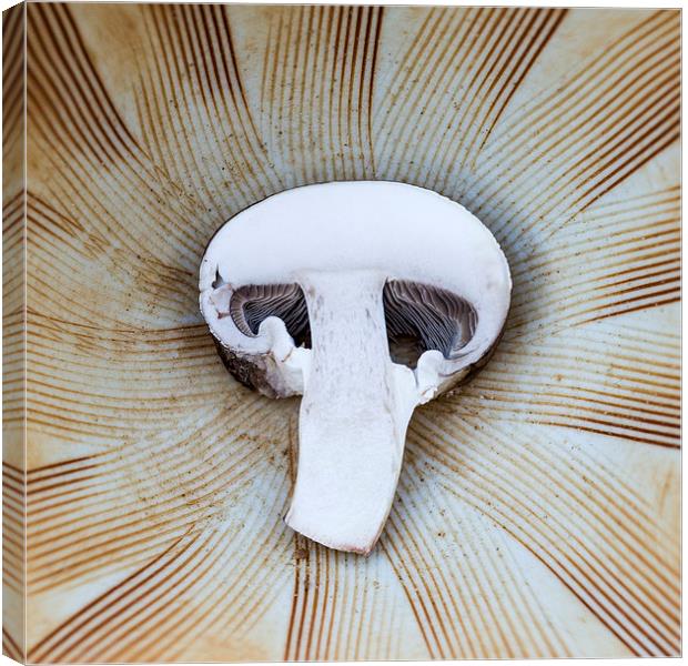  Mushroom in Suribachi Canvas Print by Shawn Jeffries