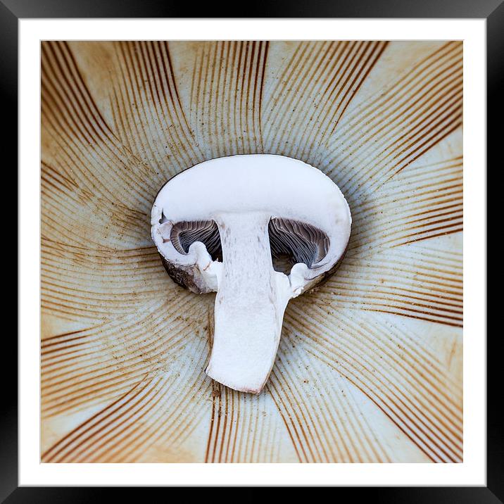  Mushroom in Suribachi Framed Mounted Print by Shawn Jeffries
