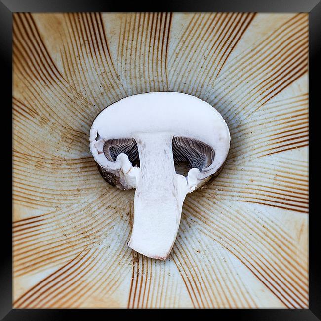  Mushroom in Suribachi Framed Print by Shawn Jeffries