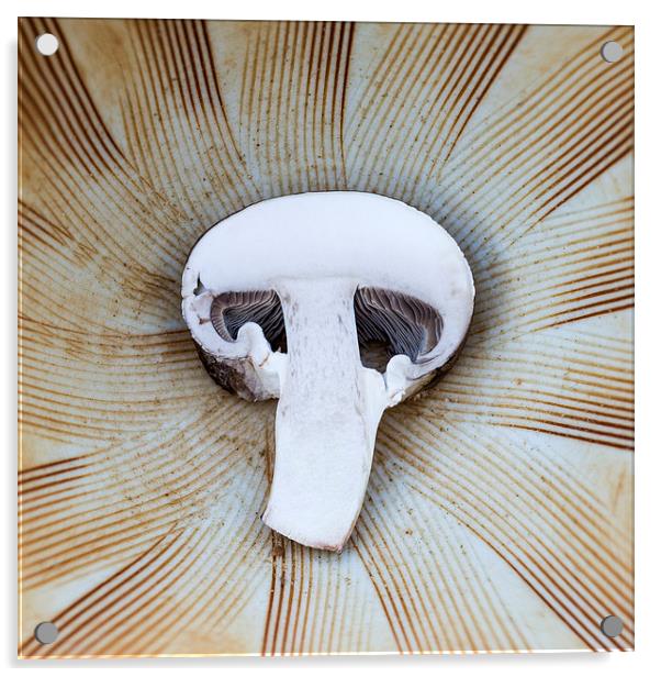  Mushroom in Suribachi Acrylic by Shawn Jeffries