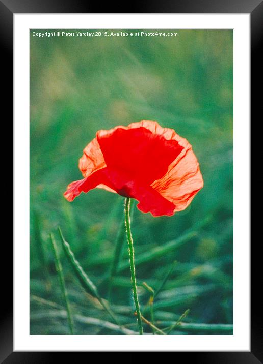  Poppy…Standing Proud Framed Mounted Print by Peter Yardley