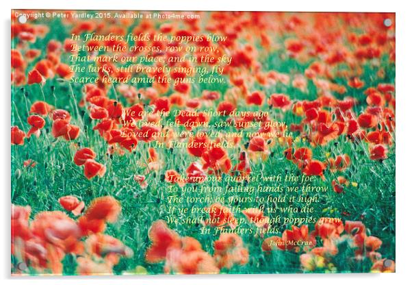 Poppies…In Flanders Fields  Acrylic by Peter Yardley