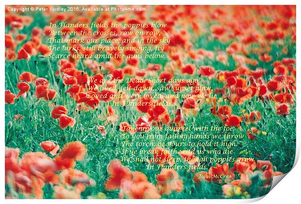 Poppies…In Flanders Fields  Print by Peter Yardley