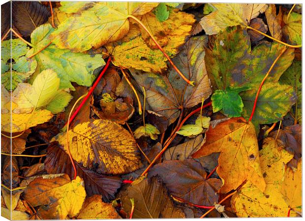 Fallen leaves Canvas Print by Victor Burnside
