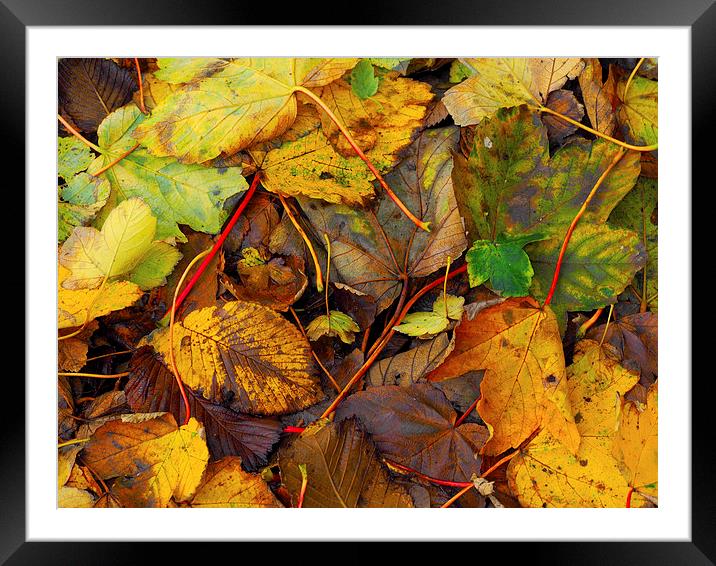 Fallen leaves Framed Mounted Print by Victor Burnside
