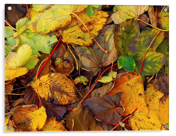 Fallen leaves Acrylic by Victor Burnside