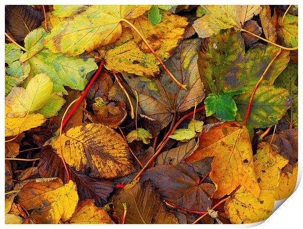 Fallen leaves Print by Victor Burnside