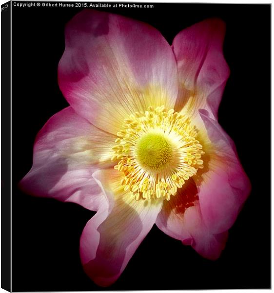 Anemone Flower  Canvas Print by Gilbert Hurree