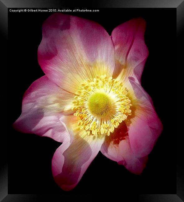 Anemone Flower  Framed Print by Gilbert Hurree