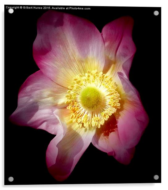 Anemone Flower  Acrylic by Gilbert Hurree
