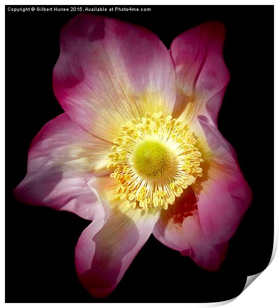 Anemone Flower  Print by Gilbert Hurree