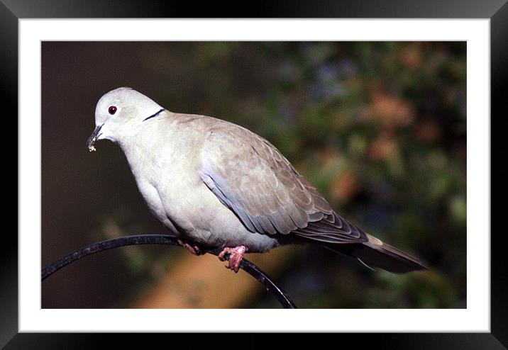 Dove Framed Mounted Print by Chris Day