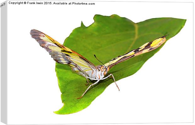  The beautiful "Malachite" butterfly Canvas Print by Frank Irwin