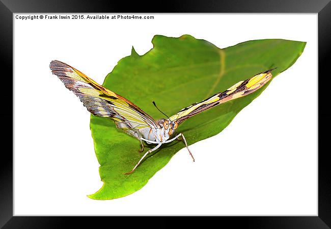  The beautiful "Malachite" butterfly Framed Print by Frank Irwin