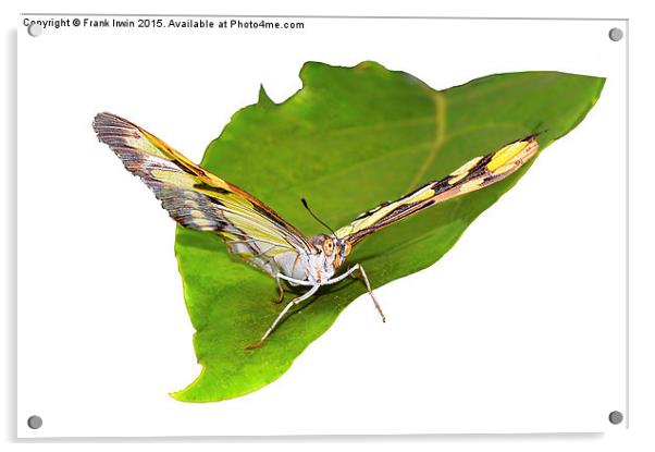  The beautiful "Malachite" butterfly Acrylic by Frank Irwin
