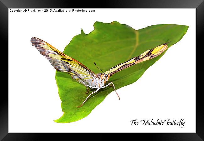 The beautiful "Malachite" butterfly Framed Print by Frank Irwin