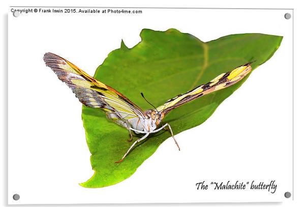 The beautiful "Malachite" butterfly Acrylic by Frank Irwin