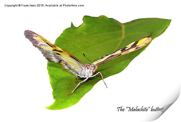 The beautiful "Malachite" butterfly Print by Frank Irwin