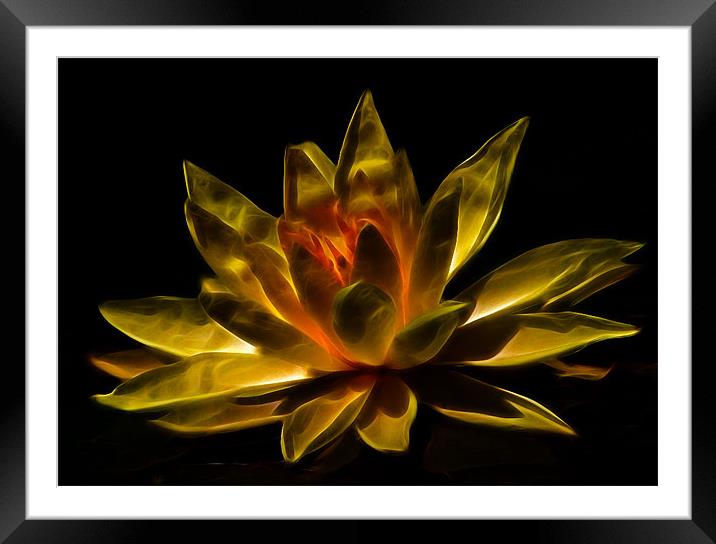 Lily of Fire Framed Mounted Print by C.C Photography